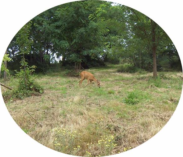 Biche dans mon jardin